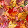 Fall Leaves